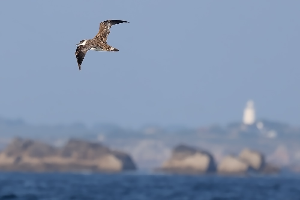 Great shearwater
